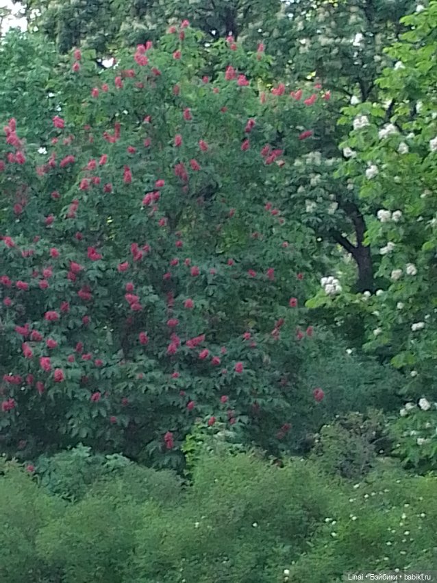 Буйство сирени в Аптекарском огороде