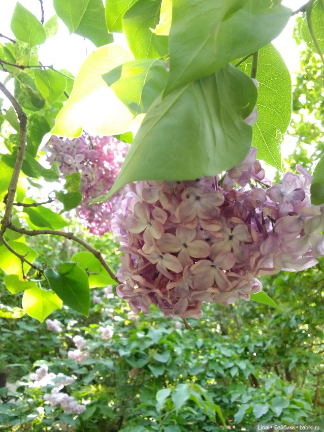 Буйство сирени в Аптекарском огороде