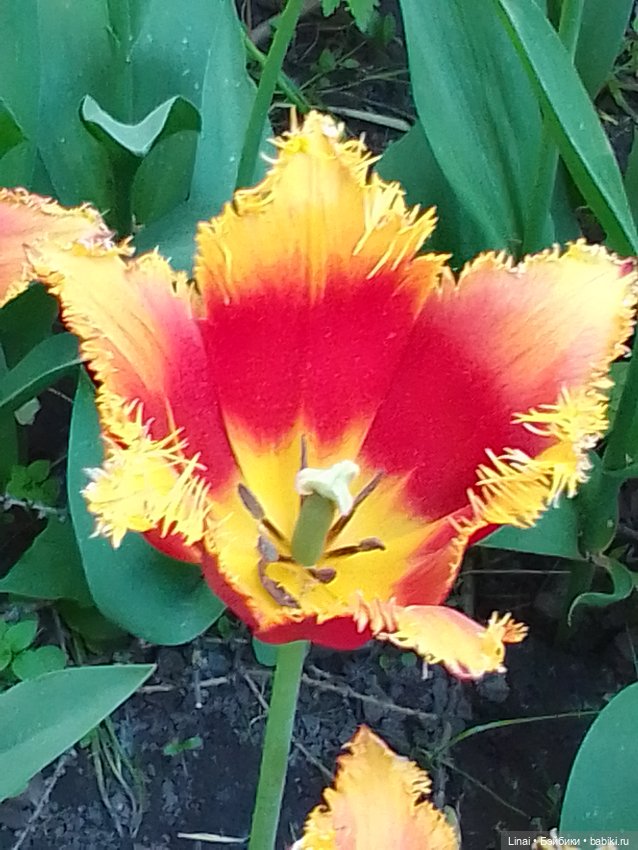 Буйство сирени в Аптекарском огороде