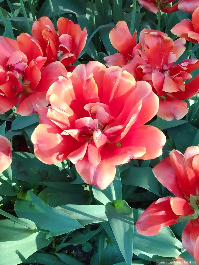 Буйство сирени в Аптекарском огороде