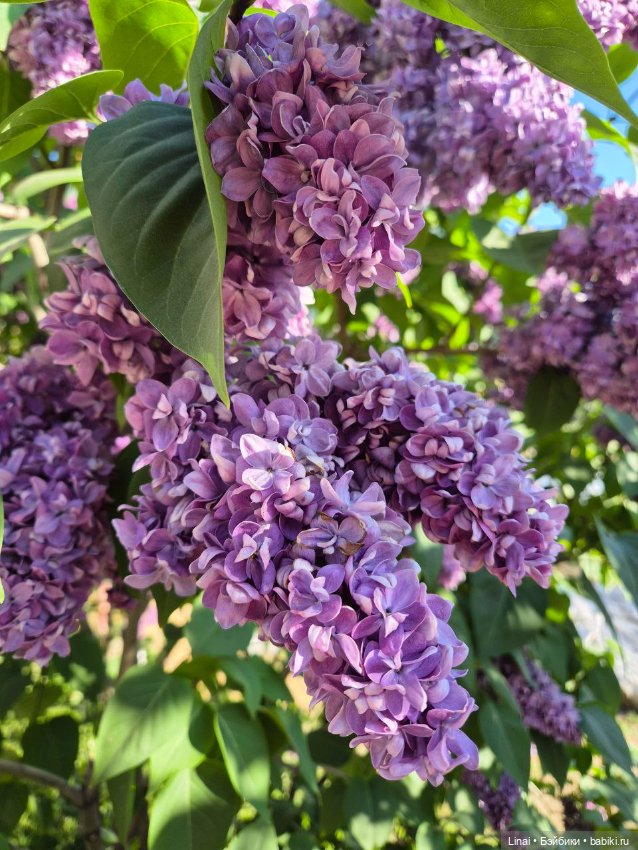 Буйство сирени в Аптекарском огороде
