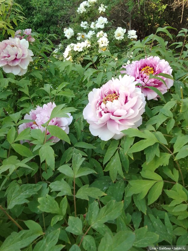 Буйство сирени в Аптекарском огороде