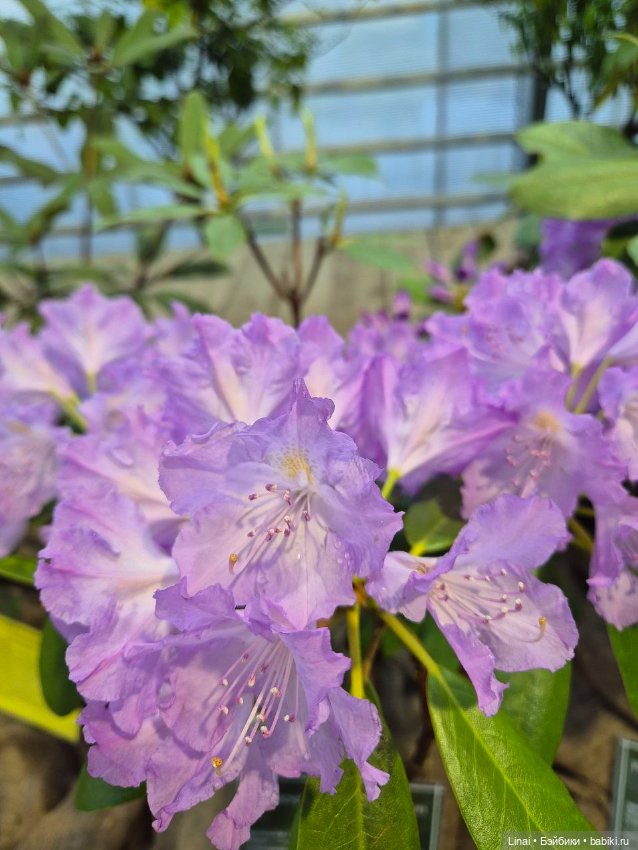 Буйство сирени в Аптекарском огороде