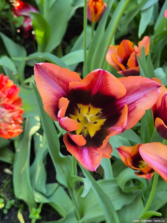 Буйство сирени в Аптекарском огороде