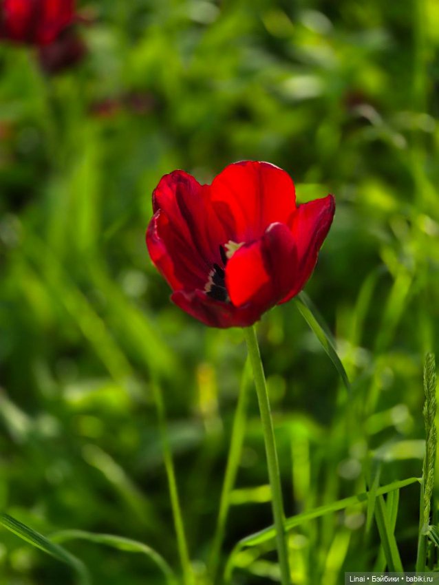 Буйство сирени в Аптекарском огороде
