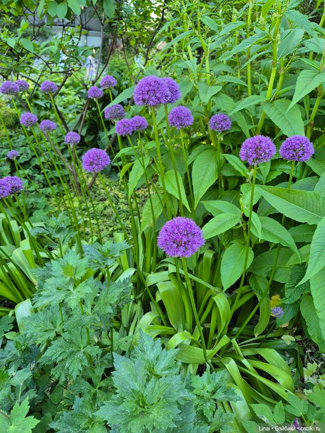 Буйство сирени в Аптекарском огороде