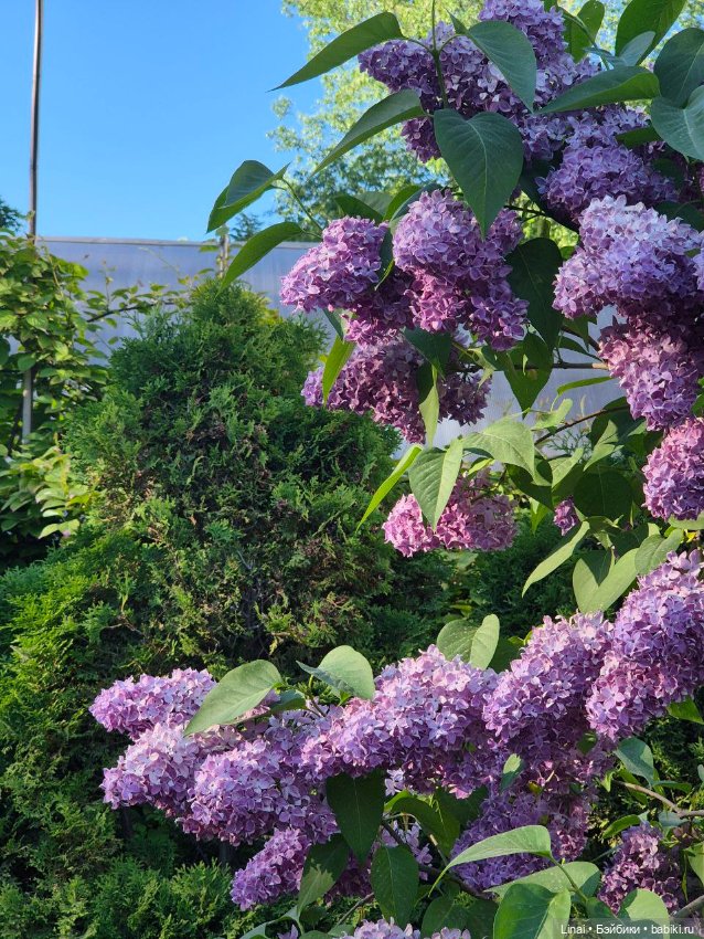 Буйство сирени в Аптекарском огороде