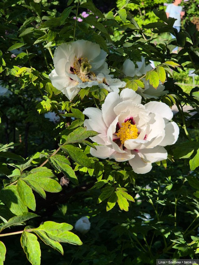 Буйство сирени в Аптекарском огороде