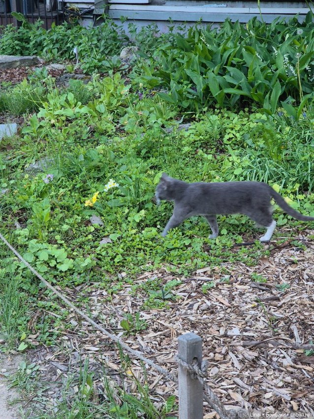Буйство сирени в Аптекарском огороде