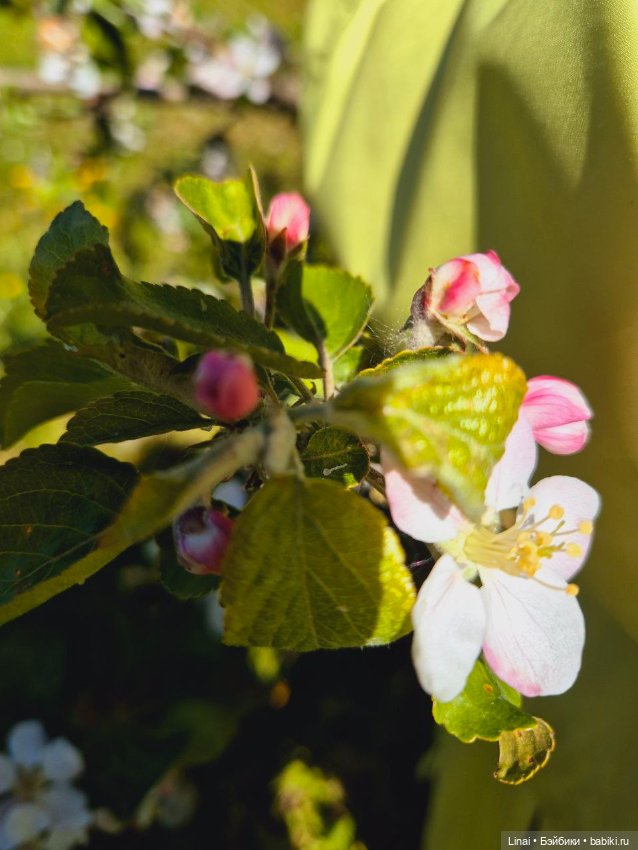 Дракон и "сакура" — Куклы Fairyland (ФэйриЛэнд): BJD (БЖД)