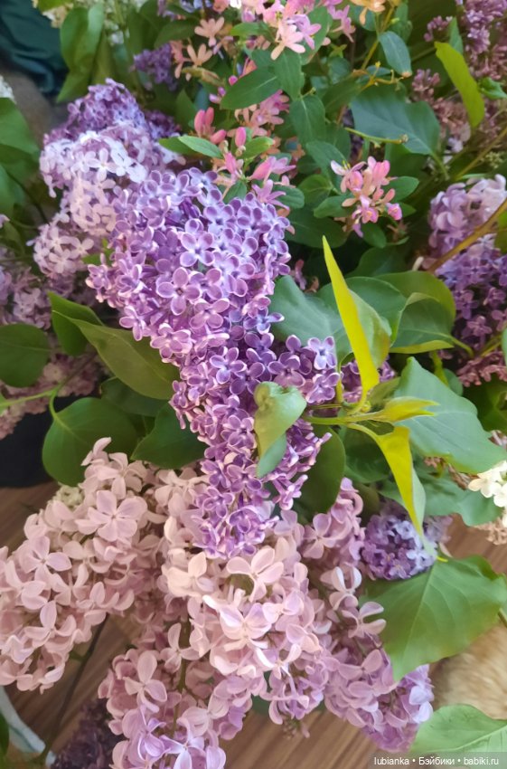 Такая разная прекрасная сирень🥰💜