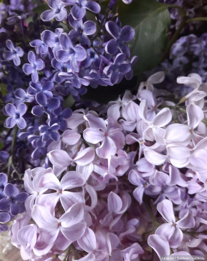 Такая разная прекрасная сирень🥰💜