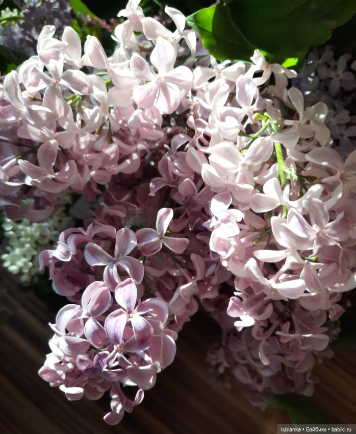 Такая разная прекрасная сирень🥰💜