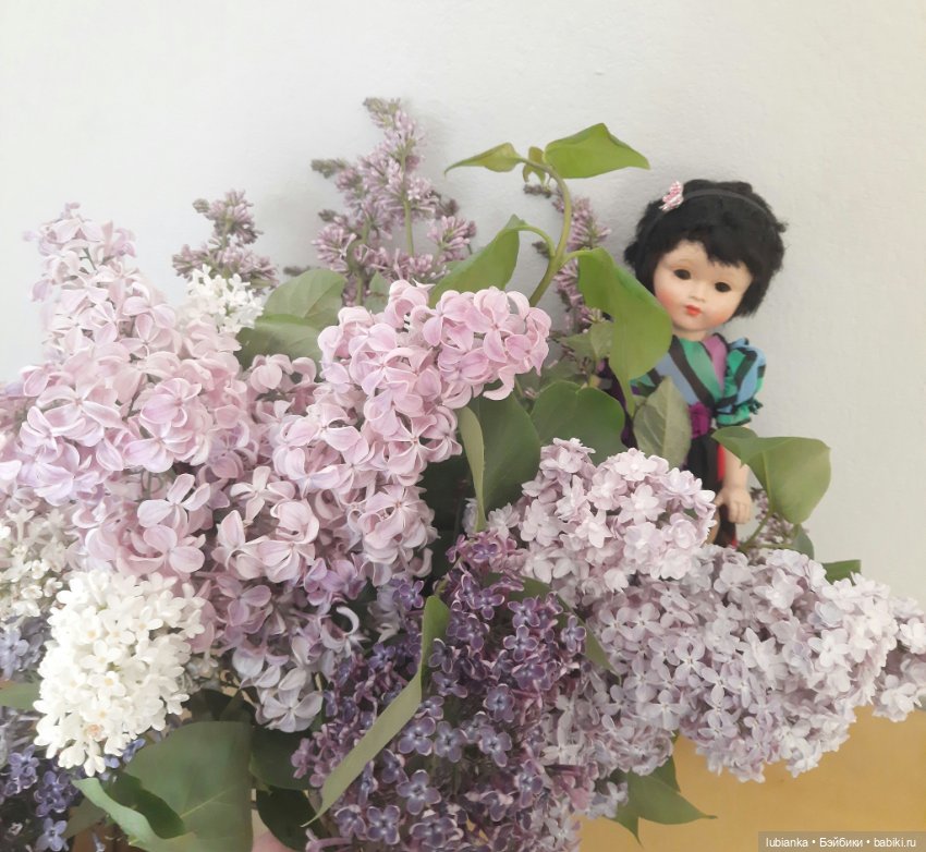 Такая разная прекрасная сирень🥰💜