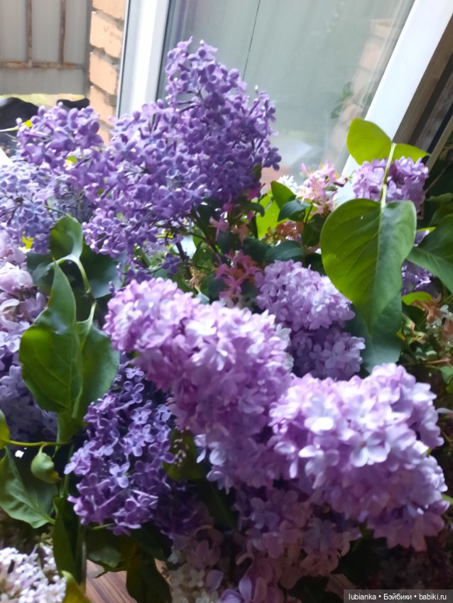 Такая разная прекрасная сирень🥰💜