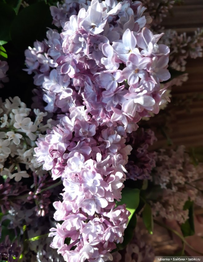 Такая разная прекрасная сирень🥰💜