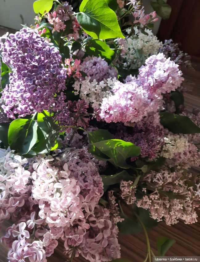 Такая разная прекрасная сирень🥰💜