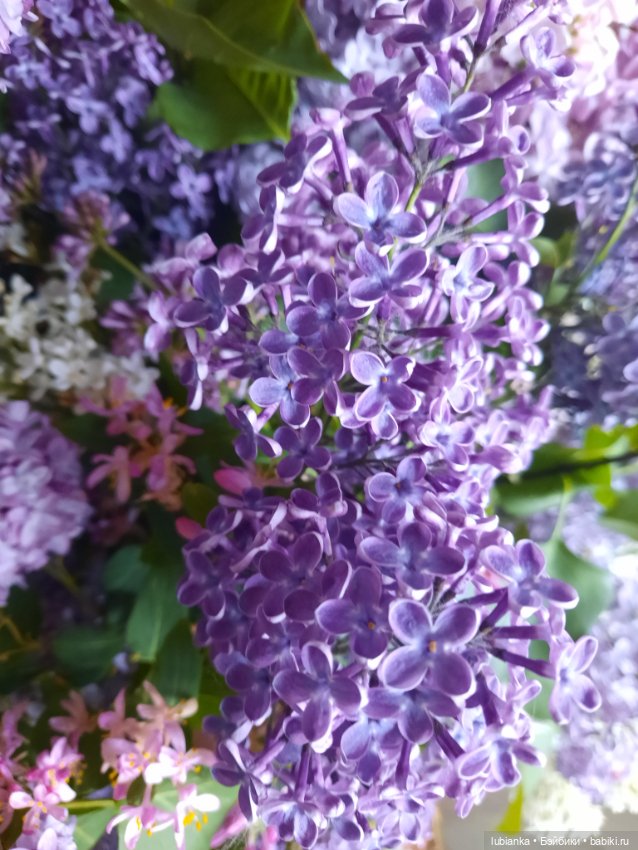 Такая разная прекрасная сирень🥰💜