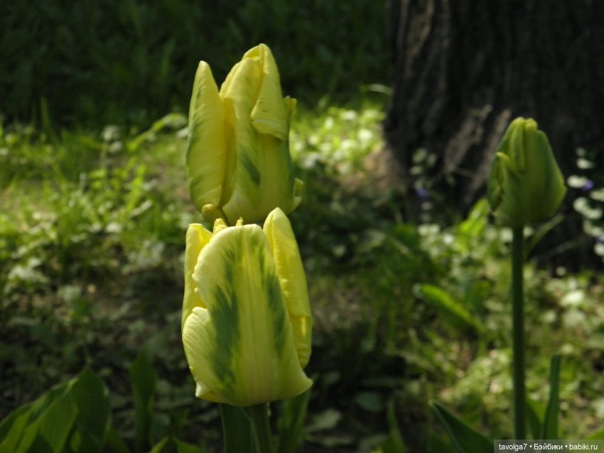 С Днём Рождения Санкт-Петербург