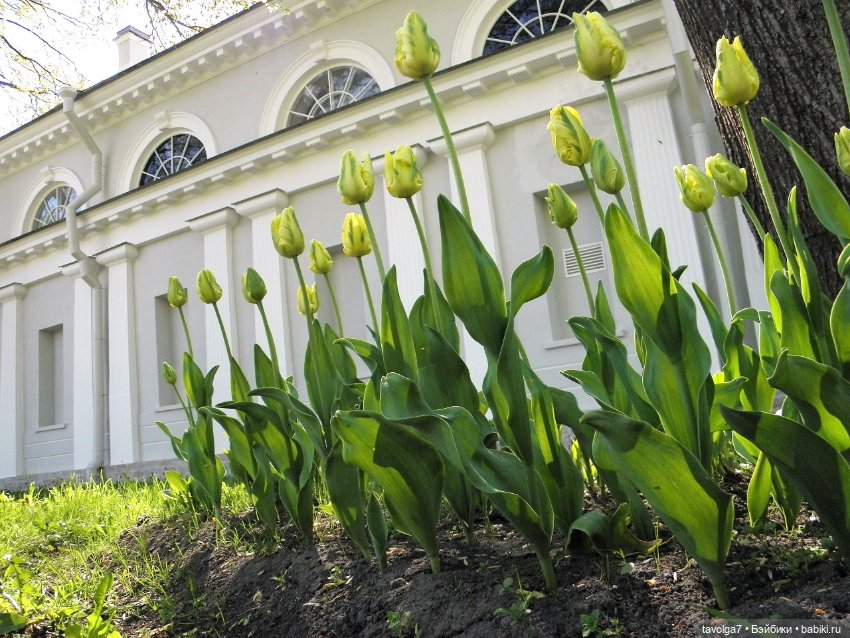 С Днём Рождения Санкт-Петербург (фото 10)