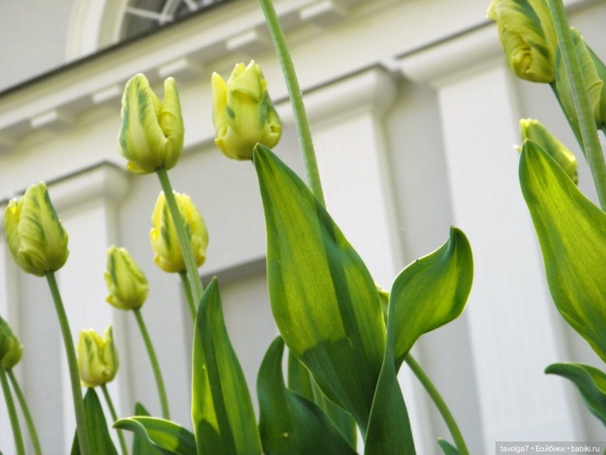 С Днём Рождения Санкт-Петербург