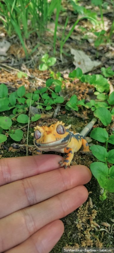 Гошка в мае — Коллекционные экшн