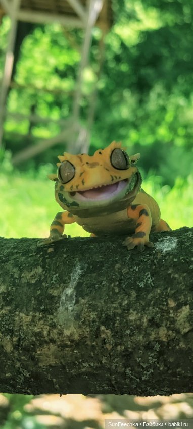 Гошка в мае — Коллекционные экшн (фото 4)