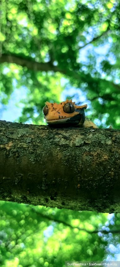 Гошка в мае — Коллекционные экшн (фото 5)