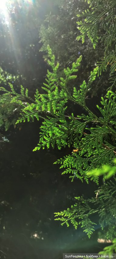 Гошка в мае — Коллекционные экшн