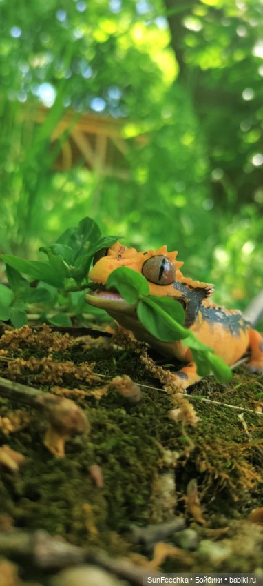 Гошка в мае — Коллекционные экшн (фото 2)