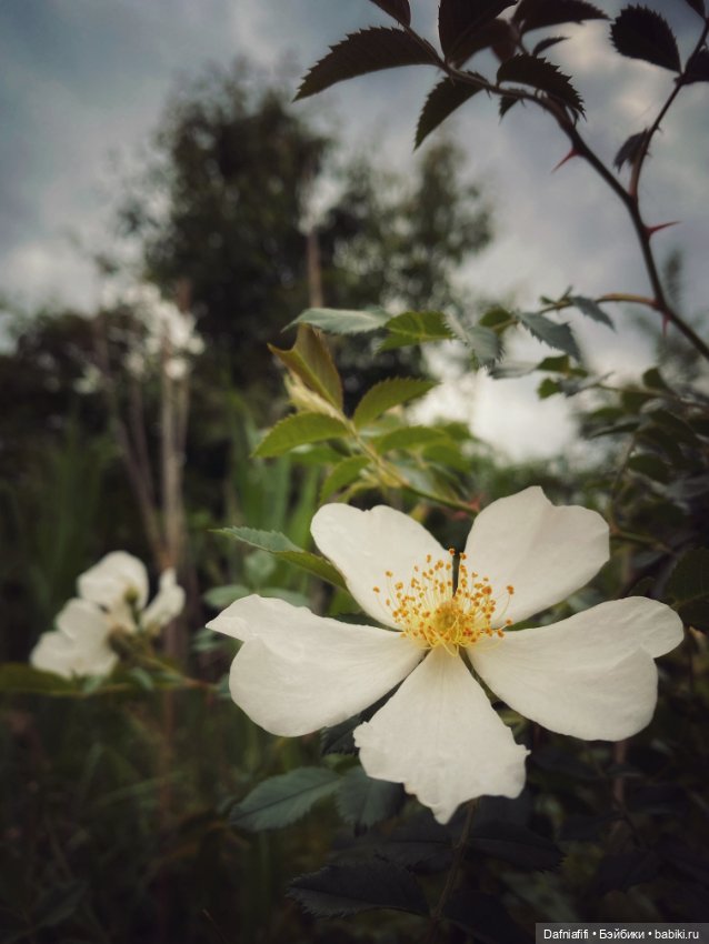 Уля путешественница — Куклы Baboliy (Баболи