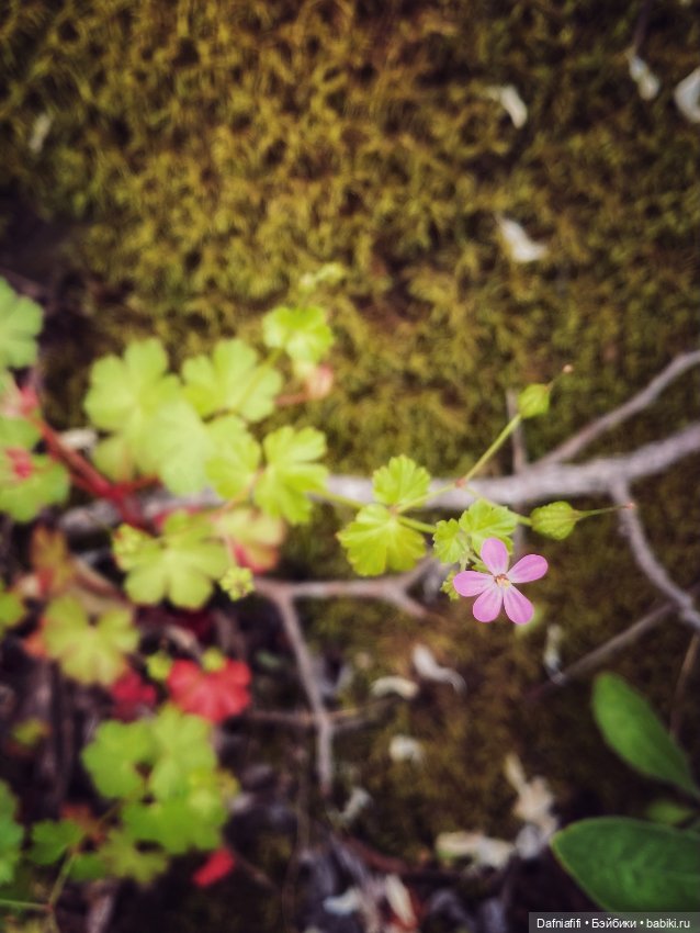 Уля путешественница — Куклы Baboliy (Баболи