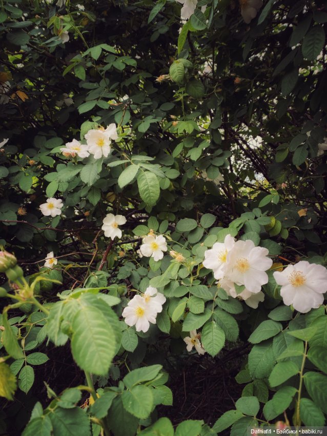 Уля путешественница — Куклы Baboliy (Баболи