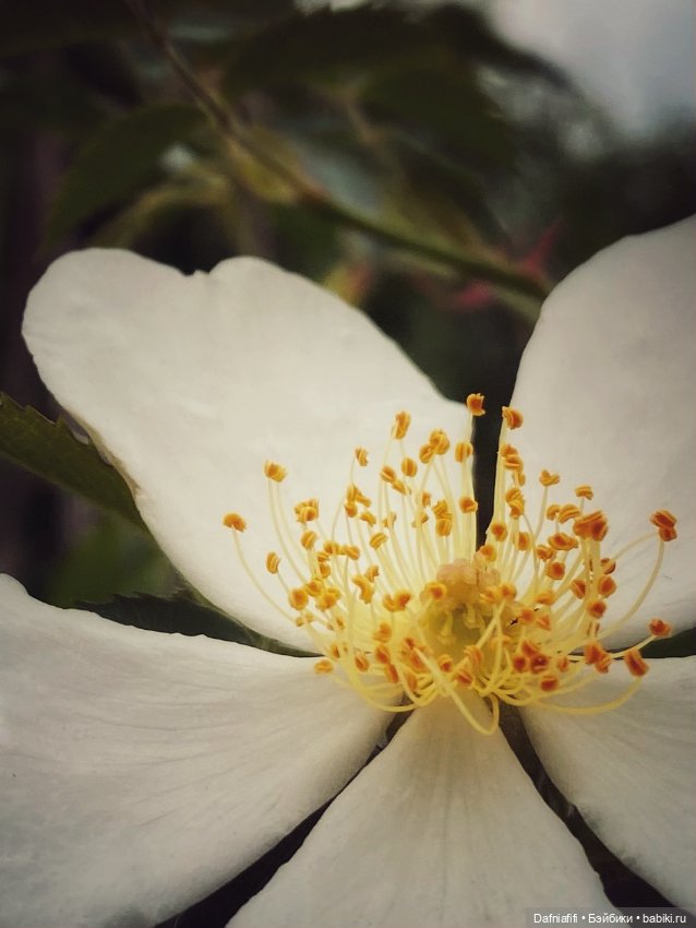 Уля путешественница — Куклы Baboliy (Баболи