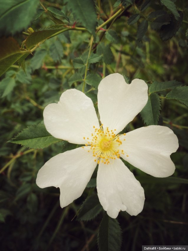 Уля путешественница — Куклы Baboliy (Баболи