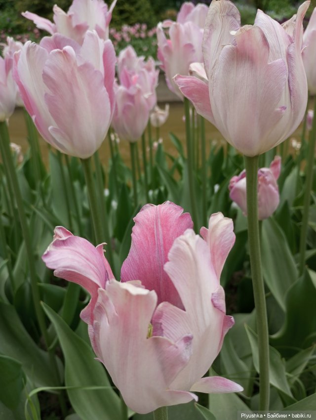 Вера и выставка рододендронов в Аптекарском огороде