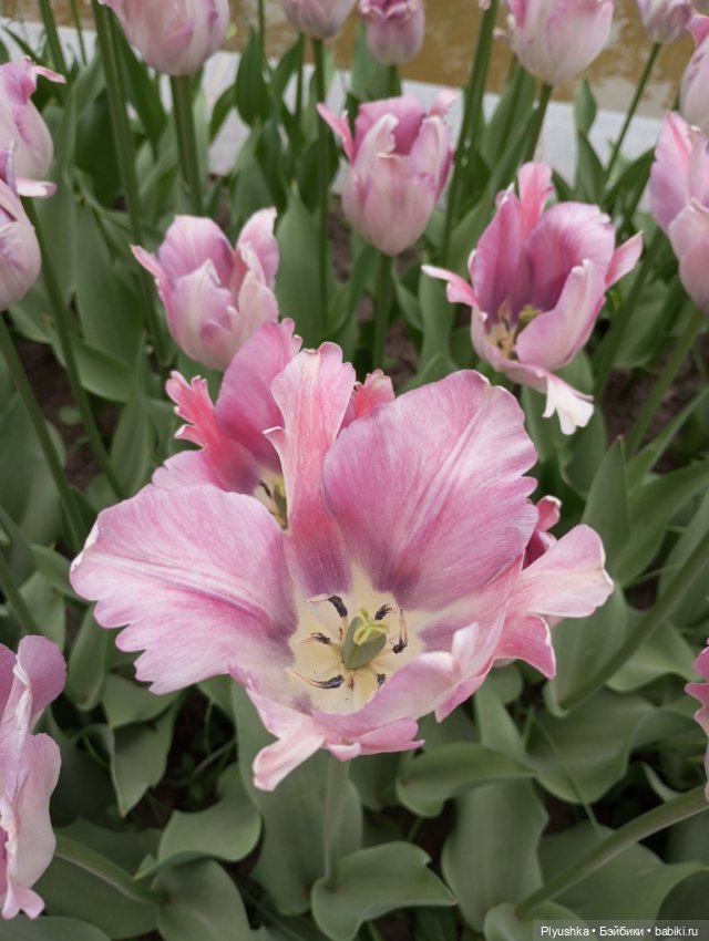 Вера и выставка рододендронов в Аптекарском огороде