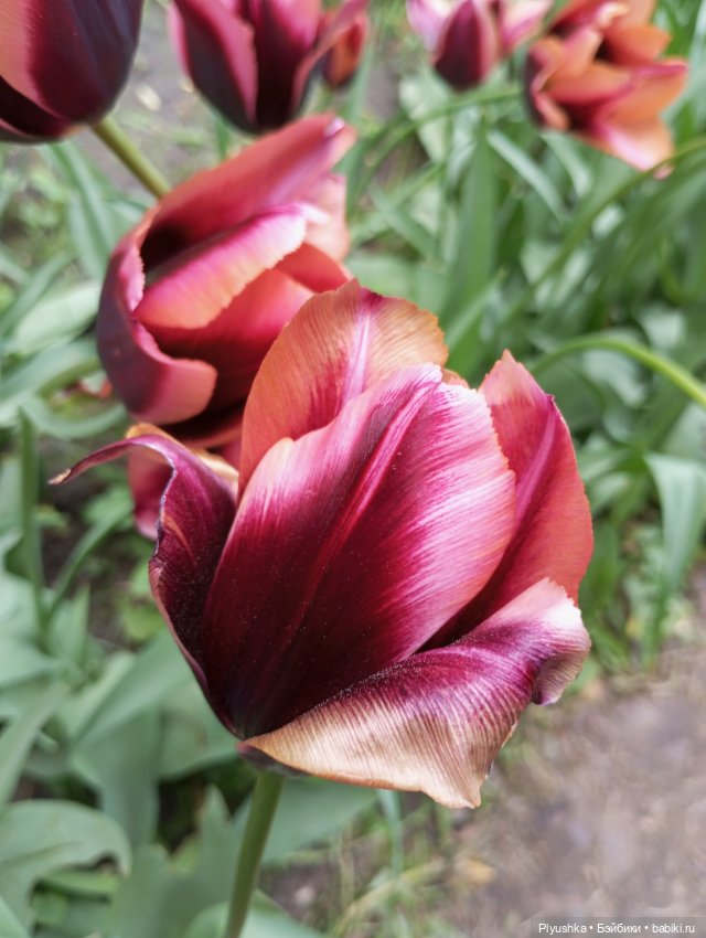 Вера и выставка рододендронов в Аптекарском огороде