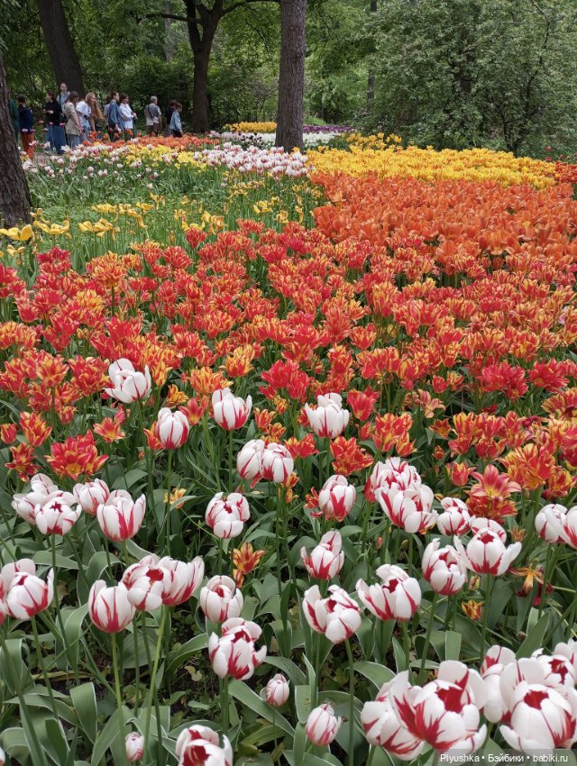 Вера и выставка рододендронов в Аптекарском огороде