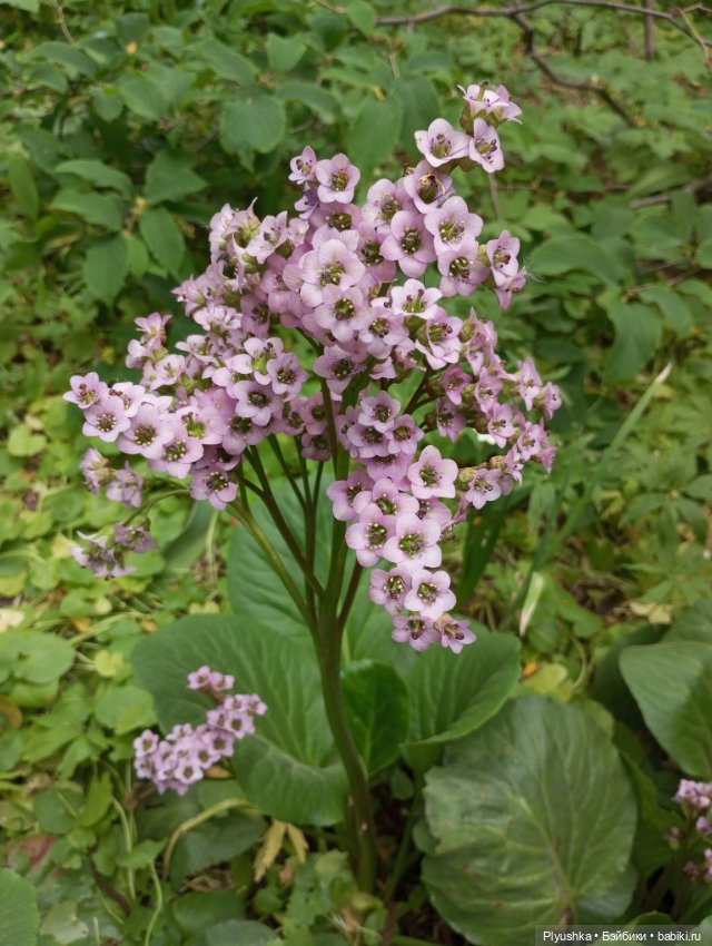 Вера и выставка рододендронов в Аптекарском огороде (фото 3)