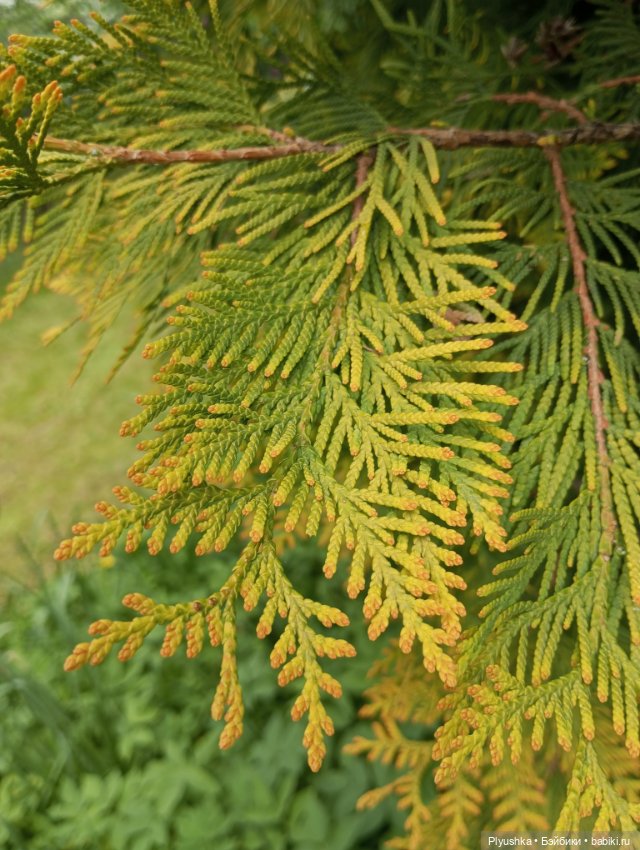 Вера и выставка рододендронов в Аптекарском огороде (фото 4)