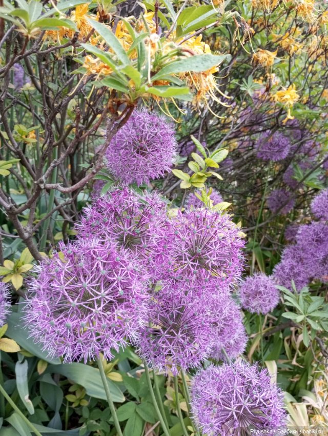 Вера и выставка рододендронов в Аптекарском огороде (фото 8)