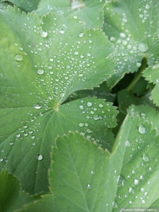 Вера и выставка рододендронов в Аптекарском огороде (фото 6)