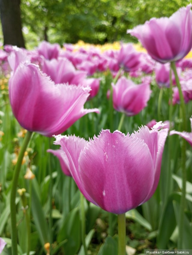 Вера и выставка рододендронов в Аптекарском огороде