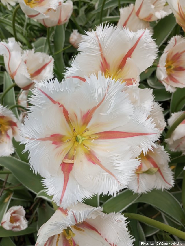 Вера и выставка рододендронов в Аптекарском огороде