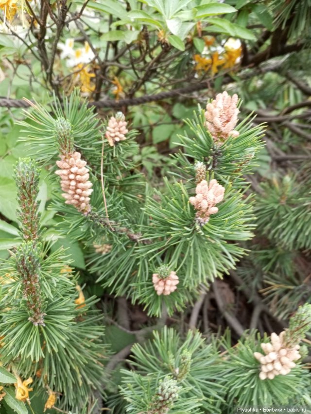 Вера и выставка рододендронов в Аптекарском огороде