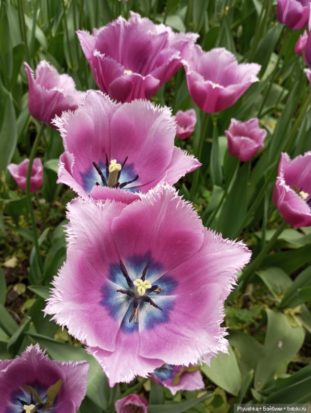 Вера и выставка рододендронов в Аптекарском огороде