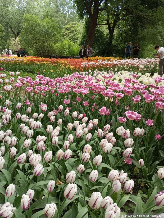 Вера и выставка рододендронов в Аптекарском огороде