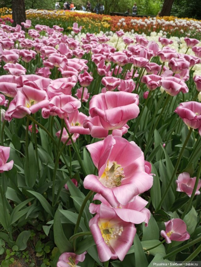 Вера и выставка рододендронов в Аптекарском огороде