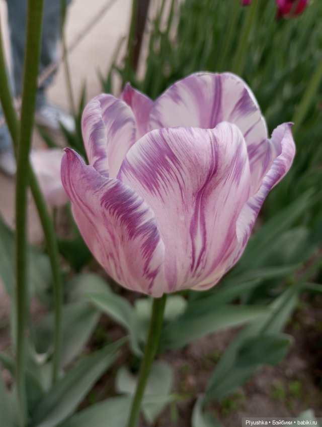 Вера и выставка рододендронов в Аптекарском огороде (фото 10)